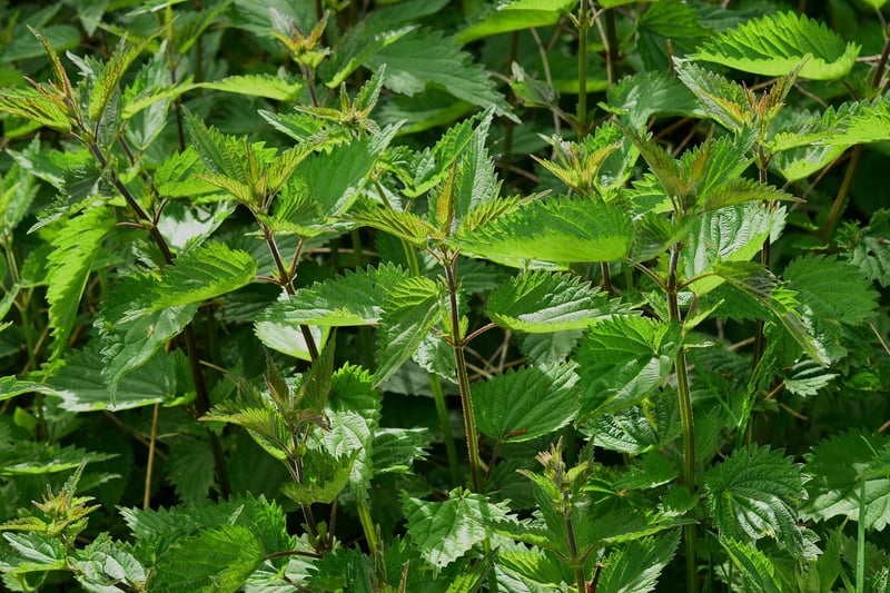 Spellbinding herbs